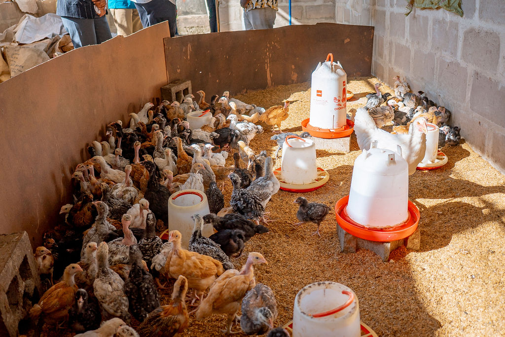 Fostering Youth Entrepreneurship in Poultry Through Financial Support